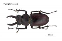 藏品(台灣深山鍬形蟲)的圖片